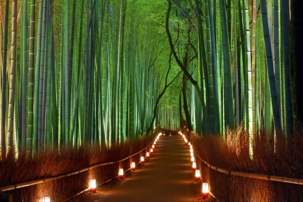Arashiyama bamboo forest